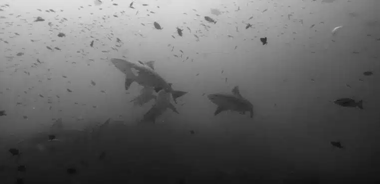 Groupe de requins bouledogues nageant ensemble en pleine eau, plusieurs individus alignés dans le bleu.