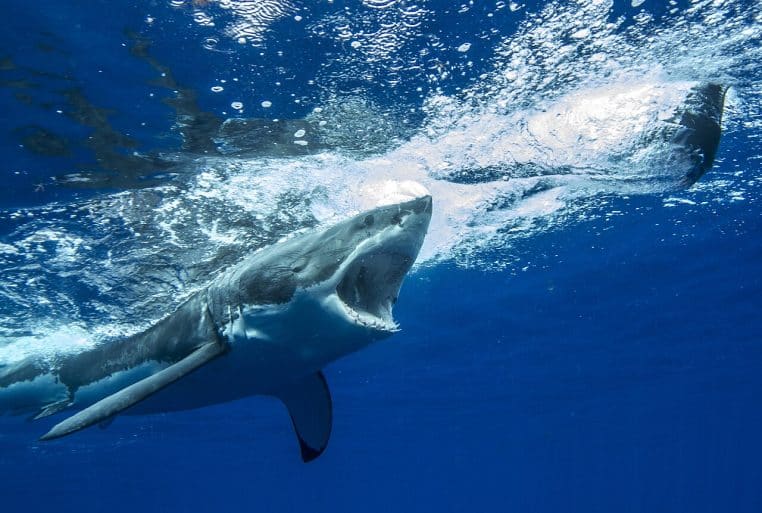 Grand requin blanc filmé en plongée, poursuivant une proie en pleine eau, visibilité excellente.