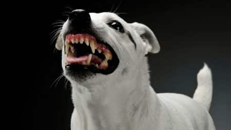 Homme Mange Chien
