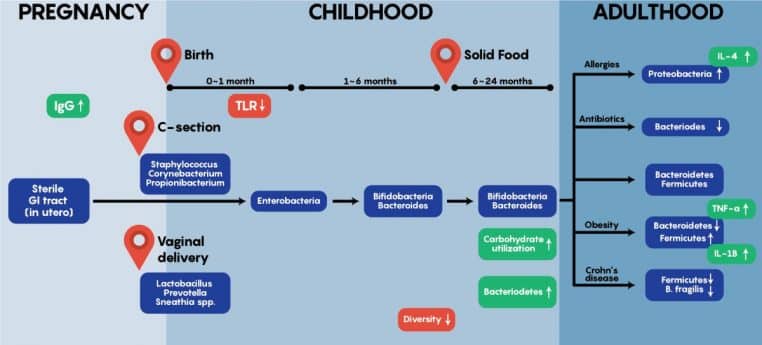 Schéma coloré décrivant l’évolution du microbiote intestinal de la grossesse à l’âge adulte et ses liens avec divers troubles de santé.