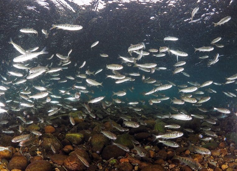 Jeunes saumons chinook argentés nageant en banc compact dans une eau claire, observés lors d’un suivi scientifique.