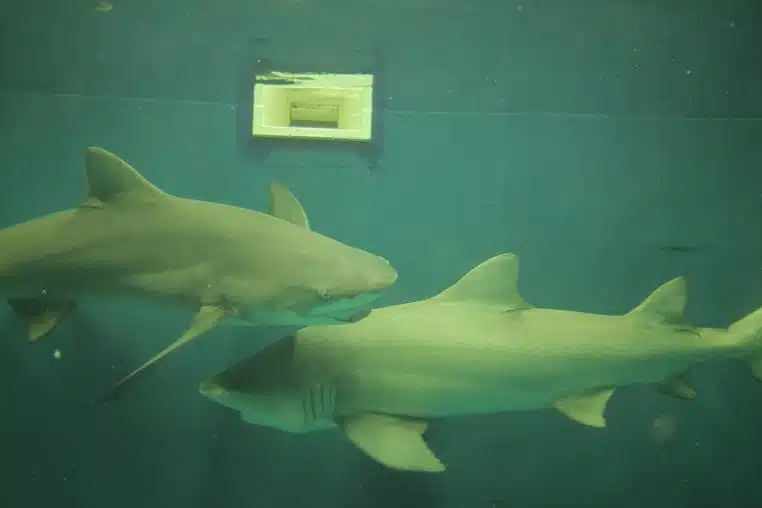 Deux requins-citrons évoluant devant une vitre d’aquarium, nageoires dorsales hautes et silhouettes jaunes bien visibles.