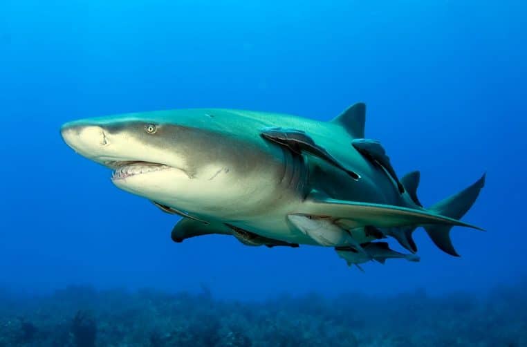 Requin-citron massif avançant dans l’eau turquoise, flanqué de rémoras collés à son corps au-dessus d’un fond sombre.