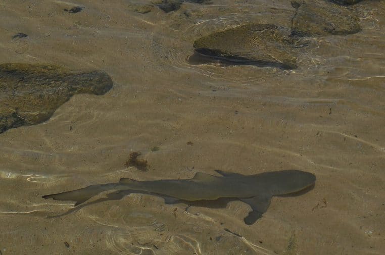 Requin-citron en pleine eau au large de Fernando de Noronha, profil droit éclairé avec reflets dorés près de la surface.