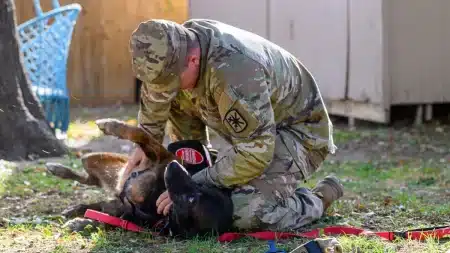 Malinois Soldat Maitre