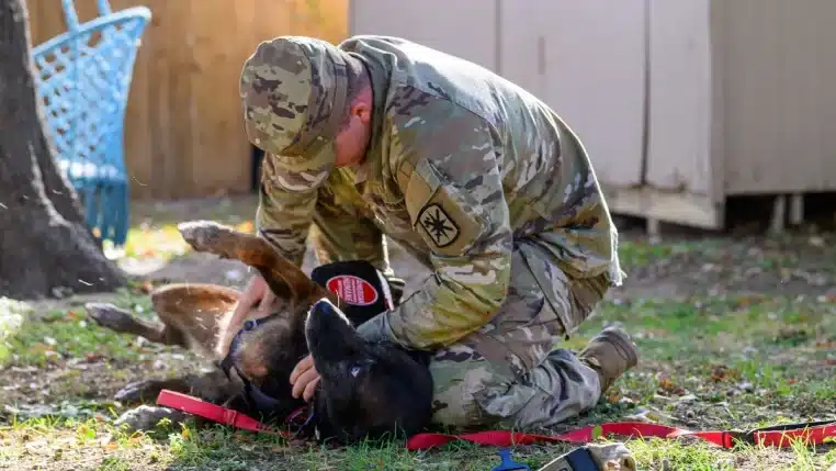 Malinois Soldat Maitre
