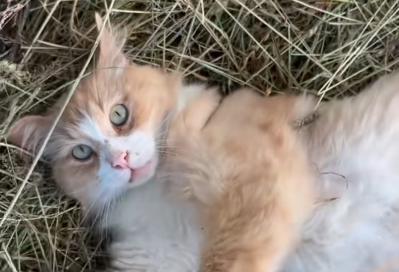 Monsieur, un chat assassiné par balle