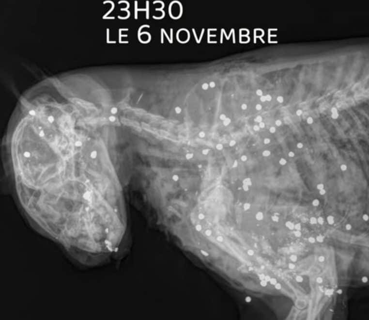 Monsieur, un chat assassiné par balle