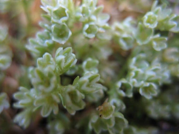 Gros plan sur une plante de montagne aux petites feuilles vert clair dans le parc national de Pirin, illustrant la flore typique de cette zone protégée