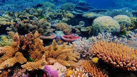 Ocean Decouverte Fonds
