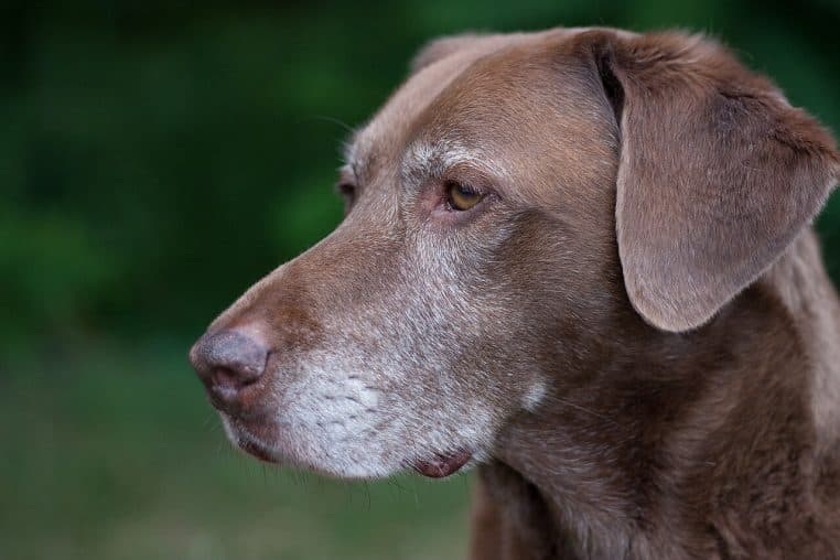 Chien âgé au museau blanchi allongé au sol, regard calme tourné vers le photographe, lumière douce en intérieur.