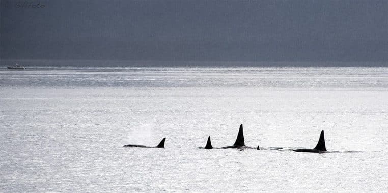 Groupe d’orques en surface à quelques mètres d’un bateau au large de l’Alaska, nageant parallèlement à l’embarcation dans une mer légèrement agitée
