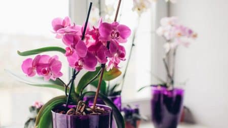 Orchidee Temperature Ideale