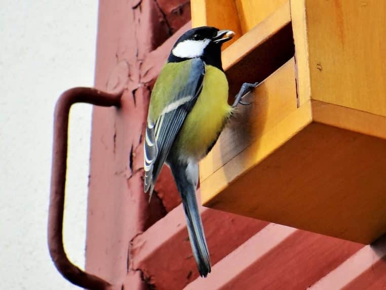 Mésange charbonnière accrochée à un nichoir en bois fixé sur un mur, observant les environs d’un jardin urbain calme et favorable à la biodiversité.