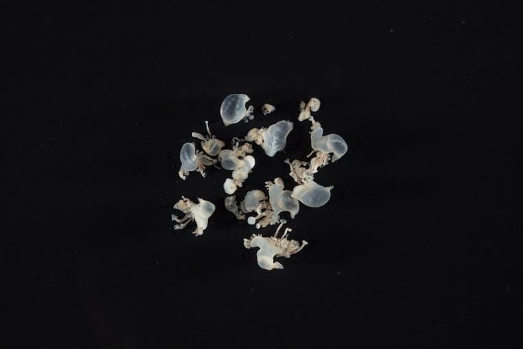 Groupe de petites physalies translucides vues de dessus sur fond sombre, dispersées comme un amas de bulles gélatineuses