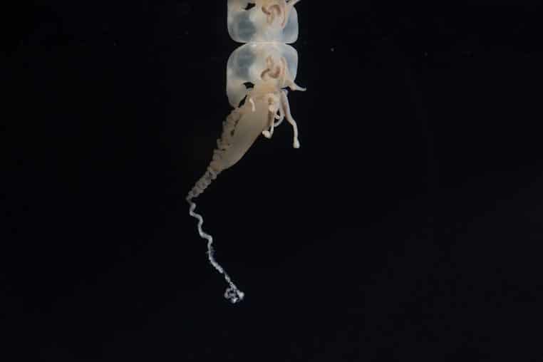 Physalie entière suspendue dans l’eau sombre, avec son corps translucide et un tentacule spiralé descendant verticalement