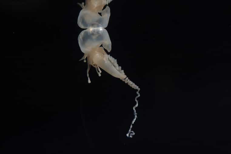 Détail rapproché d’une physalie éclairée sur fond noir, mettant en évidence la forme bombée de son flotteur et l’origine de ses tentacules