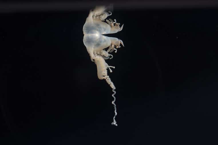 Vue latérale d’une physalie translucide isolée sur fond noir, montrant son flotteur gélatineux et un long tentacule descendant vers le bas