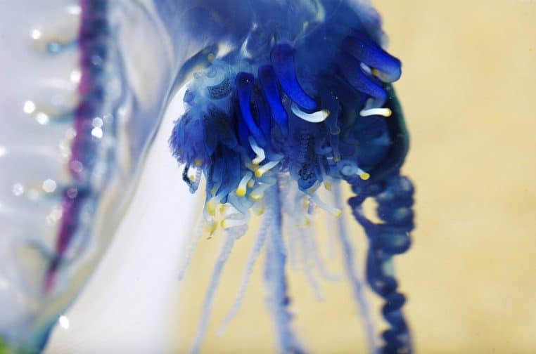 Gros plan coloré sur les tentacules bleus et violets d’une physalie, montrant les structures urticantes au bout des filaments