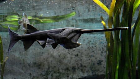 Poisson Prehistorique Histoire