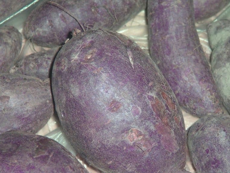 Plusieurs patates douces violettes entières et coupées, montrant à la fois la peau pourpre et la chair violette très pigmentée.