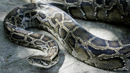 Python Geant Capture