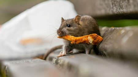 Rats Pandemie Virus