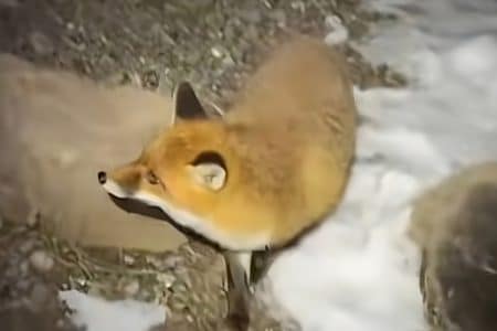 renard