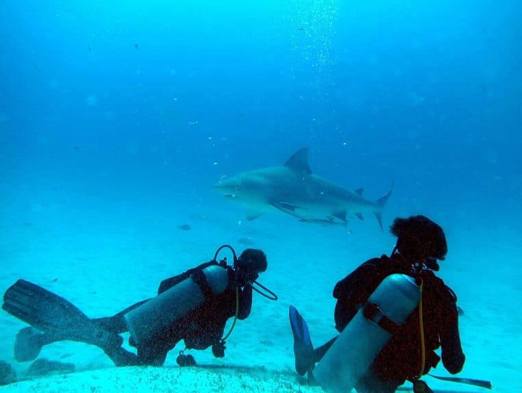 Un requin bouledogue massif s’approche lentement du photographe sous l’eau, dans une mer claire où l’on distingue le relief du fond.