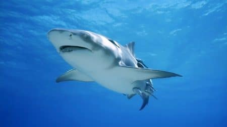 Requin Bouledogue Attaque