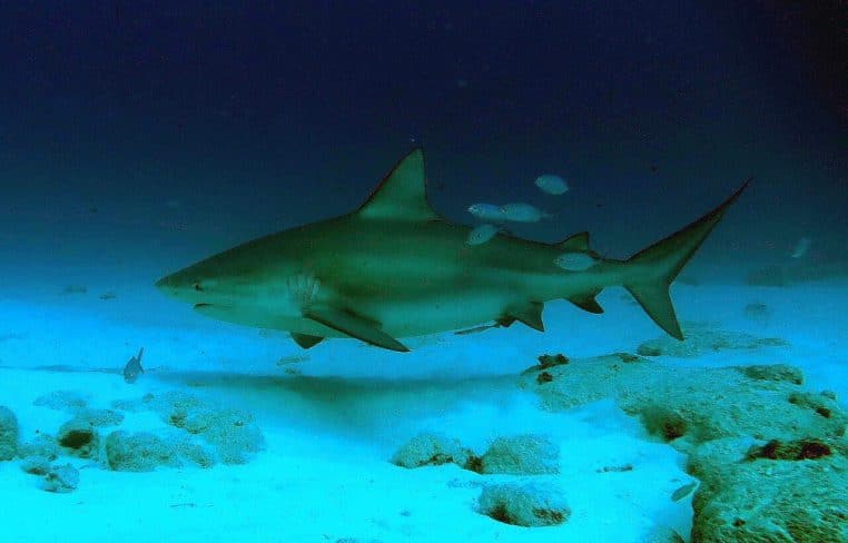Deux requins bouledogues nagent en pleine eau turquoise, vus de profil, dans une zone côtière éclairée par le soleil.