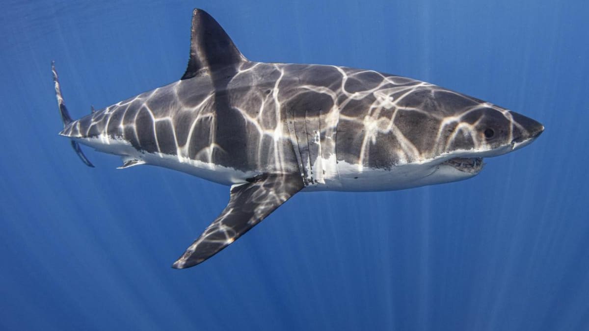 Requins Attaque Australie