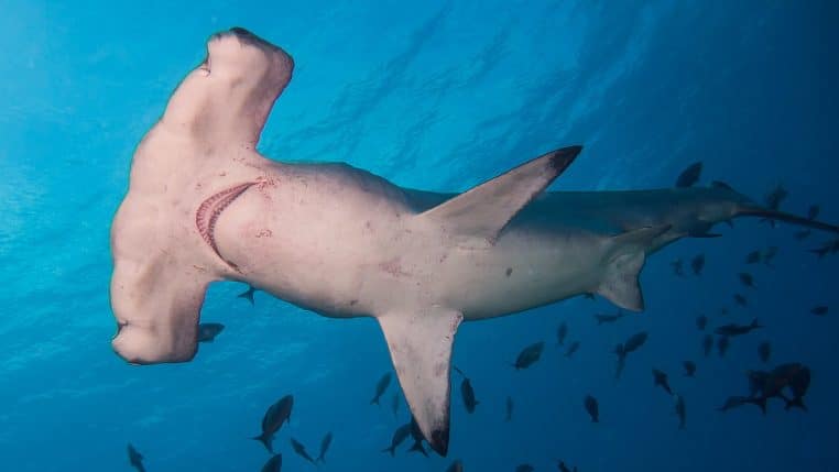 Groupe de requins-marteaux Sphyrna lewini nageant en pleine eau, photographiés sous l’eau, illustration d’une espèce ciblée par le trafic.