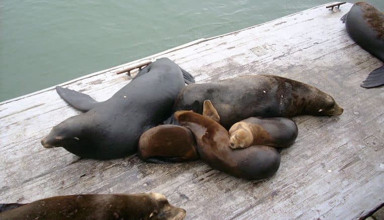 Groupe de lions de mer posé sur un ponton à Santa Cruz, Californie, têtes relevées et regards vers le large.