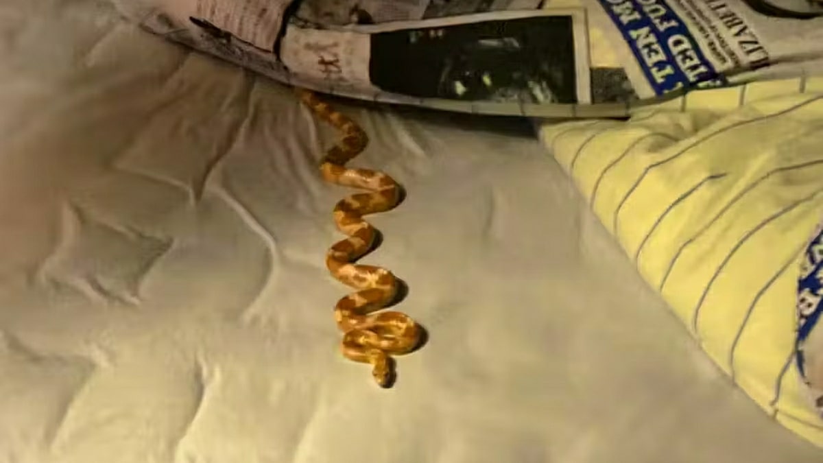 Serpent-Couette-Homme