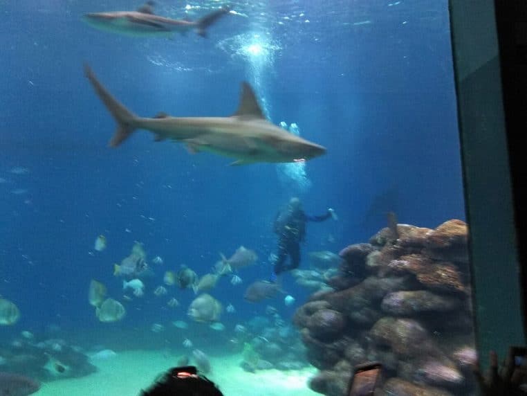 Requin nageant dans un grand bassin bleu aux côtés d’un plongeur et de poissons tropicaux sous la lumière diffuse de l’aquarium.