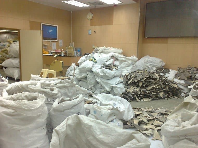 Rangées de grands sacs remplis d’ailerons de requin séchés dans un entrepôt, alignés sur des palettes prêtes à être expédiées.