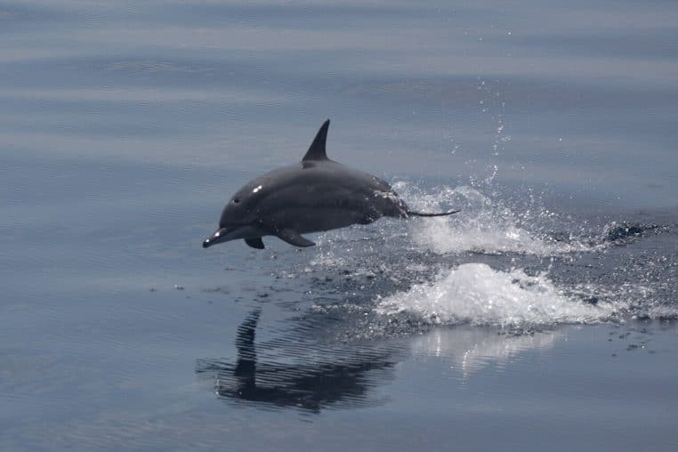 Dauphin à long bec bondissant à ras de l’eau, sillage et éclaboussures nettes, surface lisse et reflets argentés.