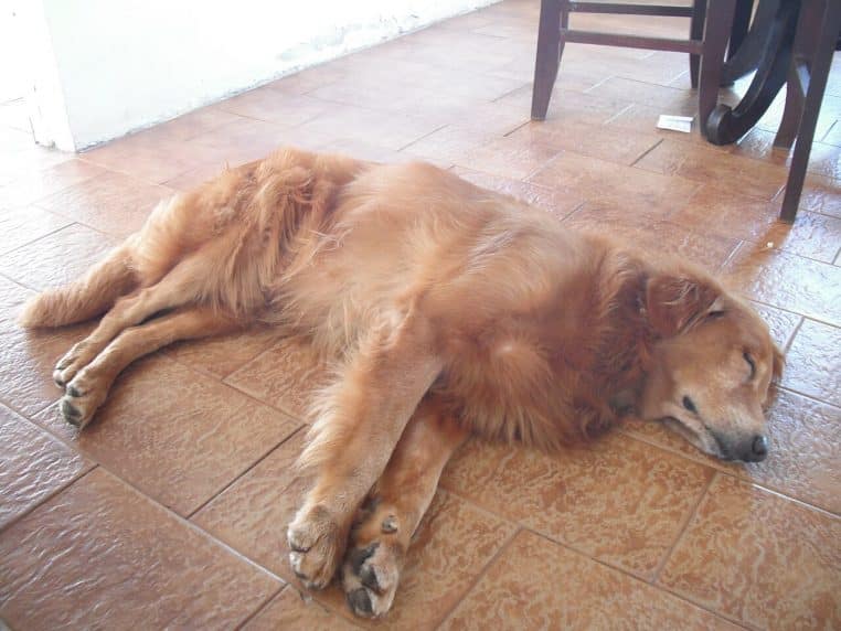 Chien âgé allongé sur le sol d’une maison, corps détendu et yeux fermés, atmosphère paisible de repos en intérieur.