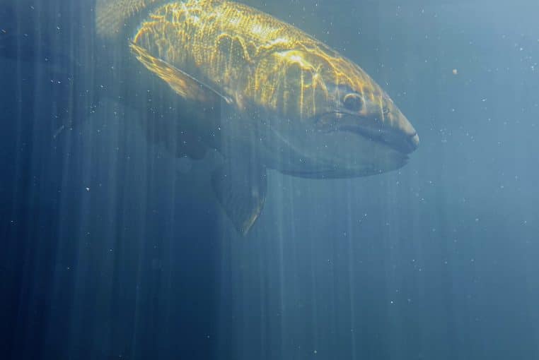 Saumon chinook de course hivernale nageant sous l’eau, éclairé par des rayons verts dans un bassin surveillé.
