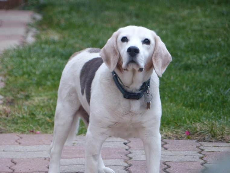 Très vieux beagle au poil court, assis en extérieur, oreilles tombantes et allure fatiguée, photographié en lumière naturelle.