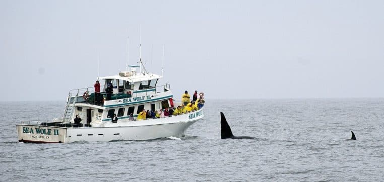 Groupe d’orques nageant près d’un bateau d’observation au large de Monterey, ailerons dorsaux et ligne de flottaison bien visibles.