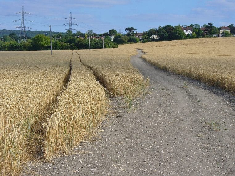 Champ de blé mûr ondulant sous le ciel d’été, plan large horizontal montrant la principale céréale source de fructanes.