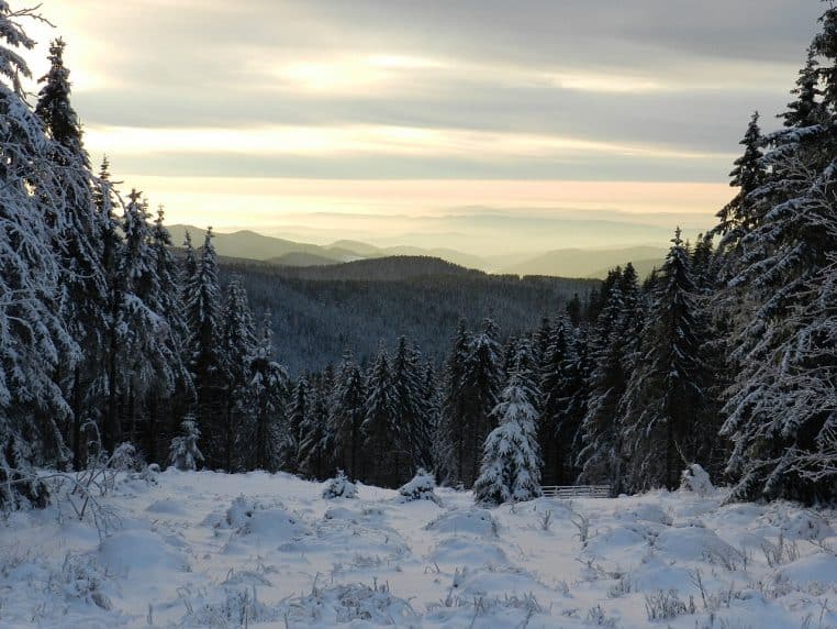 Allée forestière du Harz en plein hiver, arbres recouverts de givre et perspective fuyante sous un ciel dégagé