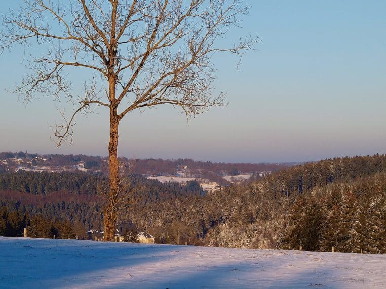 Plaine enneigée et arbres d’hiver sous une lumière basse, ambiance froide et calme après une averse