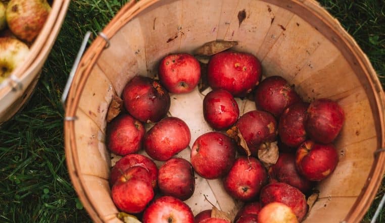 Pommes entières et bouteille de cidre ou vinaigre de pomme sur une table en bois, évoquant l’utilisation de deux cuillères de vinaigre par jour dans la routine minceur.