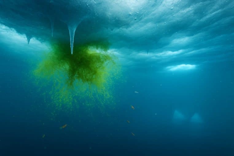 Scène sous-marine en Arctique : dessous texturé de la banquise, panache d’algues vertes en suspension et deux icebergs au loin.