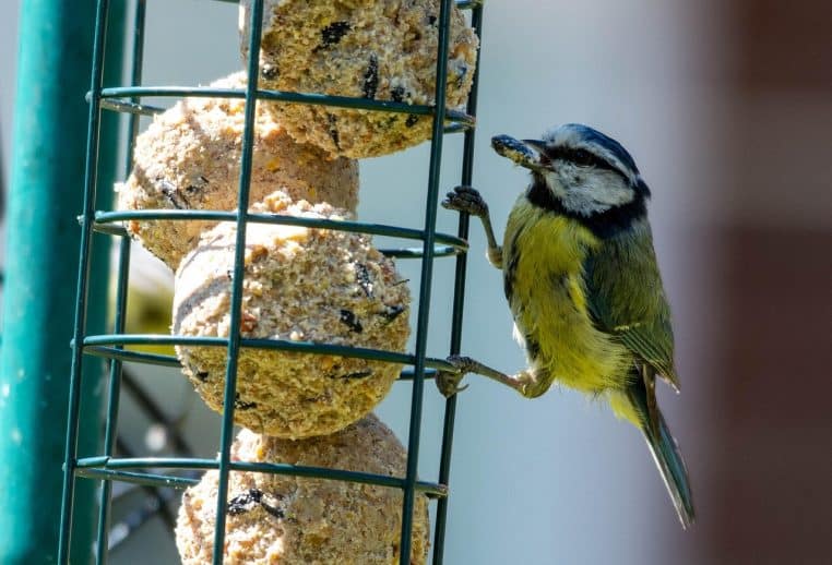 Mésange bleue posée sur une branche au milieu d’un jardin fleuri, profitant d’une lumière douce dans un environnement calme et végétalisé.