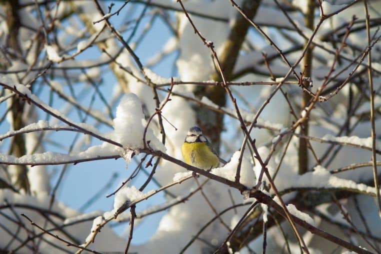 Mésange bleue perchée sur une branche enneigée dans un jardin d’hiver, illustrant la résistance de l’espèce aux conditions climatiques rigoureuses.