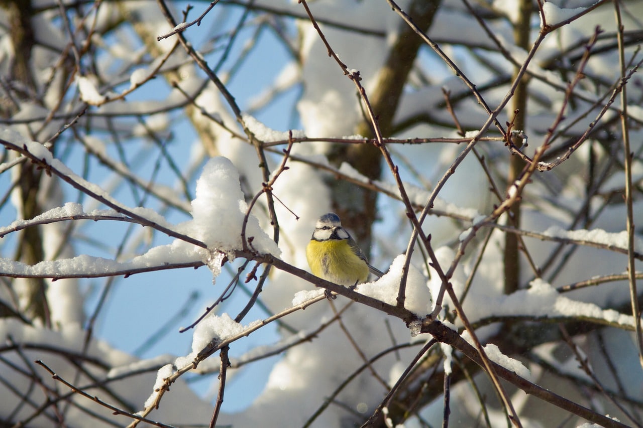 Mésange bleue perchée sur une branche enneigée dans un jardin d’hiver, illustrant la résistance de l’espèce aux conditions climatiques rigoureuses.